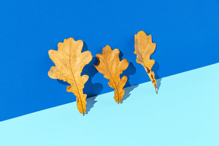 Creative composition of autumn leaves against a bright blue background. Minimal nature seasonal concept.の写真素材