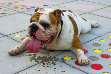 English Bulldogの写真素材