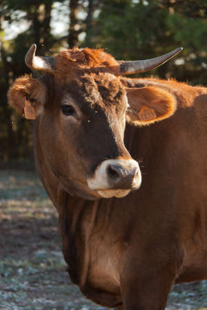 Cow portraitの写真素材