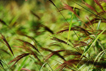 grass fieldの写真素材