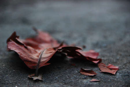 Dead leafの写真素材
