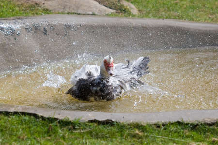 Goose is splashing in hot weather - photoの写真素材
