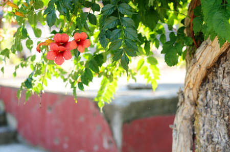 Red tropical flowers on green tree の写真素材