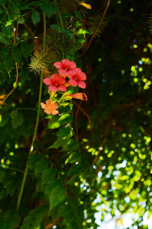 Red tropical flowers on green tree 