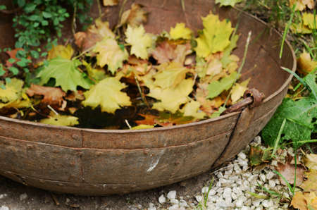 Vintage metal tub with yellow maple leaves - fall outdoor decor,  selective focus on tub handleの写真素材