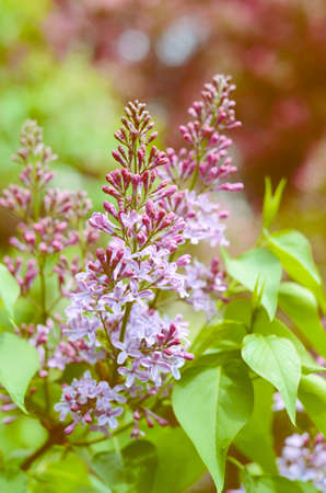 Branch of tender lilac flowers