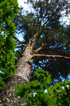 Pine-tree trunk and green leaves