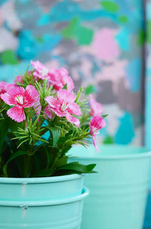 Spring pink flower in teal flower pot with copy space on colorful backgroundの写真素材