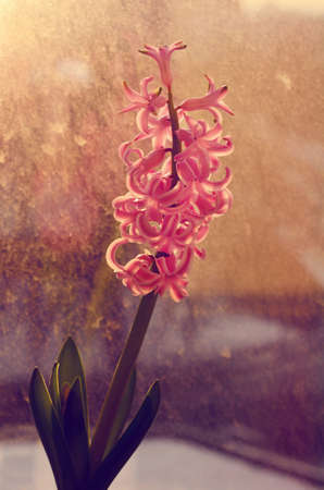 Blooming pink hyacinth flower against sunset lights throughout the windowの写真素材