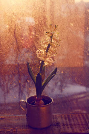 White blooming hyacinth flower in vintage metal cup on rustic window sill in sunset lightsの写真素材