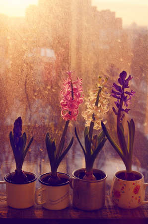 Colorful blooming hyacinth flower in cups on old wooden window sill in sunset lightsの写真素材