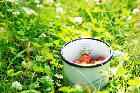 Gathering wild strawberry in summer forest clearingの写真素材