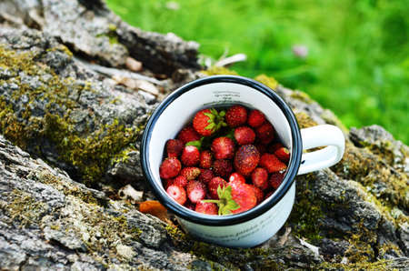 Gathering wild strawberry in a summer groveの写真素材