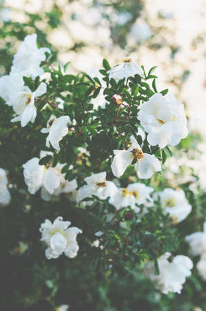 White dog roses bush with puffy flowers