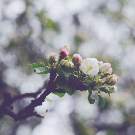 Blooming apple flower, bokeh blur, square