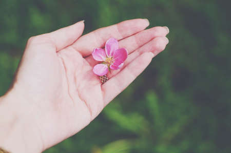 Pink flower in the handの写真素材