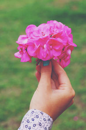 Woman holding pink hydrangea flower bouquet in her hand, summer background