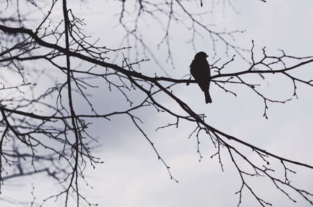 Black crow sitting on a naked tree branch, silhouetteの写真素材