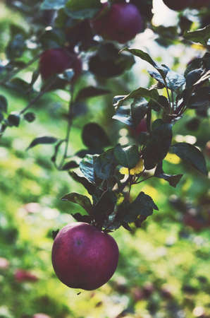Red apple on a treeの写真素材