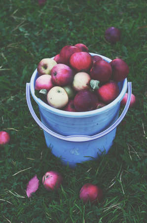 Bucket with red apples on green grass backgroundの写真素材