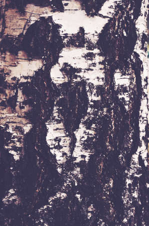 Birch bark backgroundの写真素材