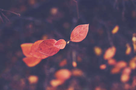 Red autumn leaves on dark backgroundの写真素材