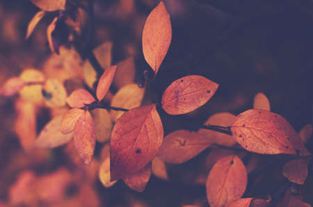 Branch with orange leaves, autumn backgroundの写真素材