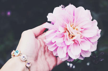 Pink dahlia flower in woman's hand with braceletの写真素材