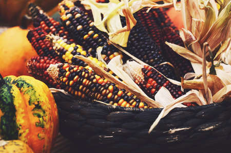 Fall harvest - ripe colorful corn ears in a basket and pumpkinsの写真素材