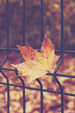 Lonely maple leaf on the metal fence in autumn parkの写真素材