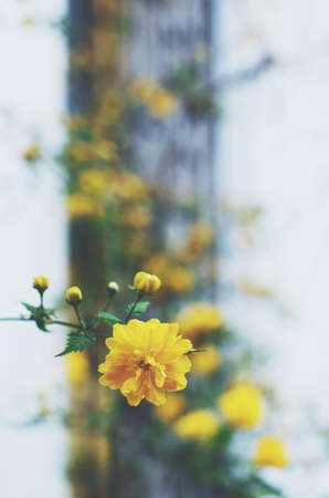 Yellow flower in summer gardenの写真素材