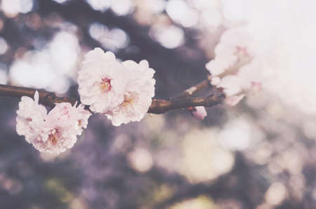Blooming sakura flower, spring time background