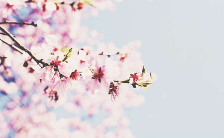 Blooming cherry branch with empty space on soft blue backgroundの写真素材