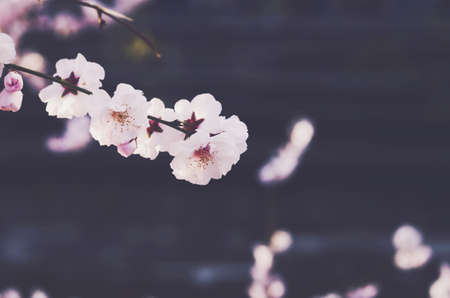 Blooming sakura flower on dark backgroundの写真素材