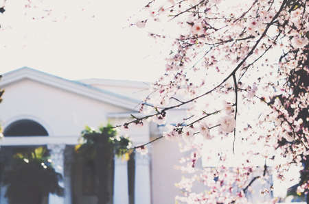 Blooming cherry tree in a city, soft colorsの写真素材