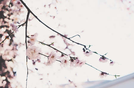 Blooming almomd flower branch with empty space on light backgroundの写真素材