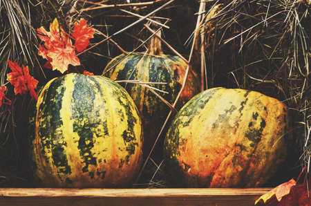 Autumn decoration with colorful green and yellow pumpkins and hayの写真素材