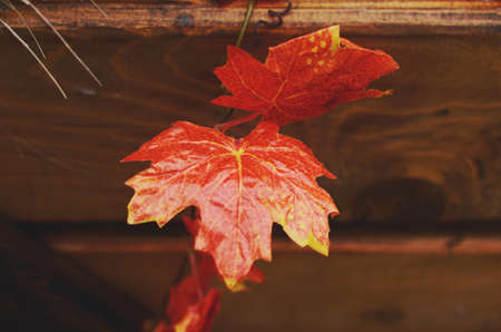Fall decoration with red maple leaves and wooden crateの写真素材