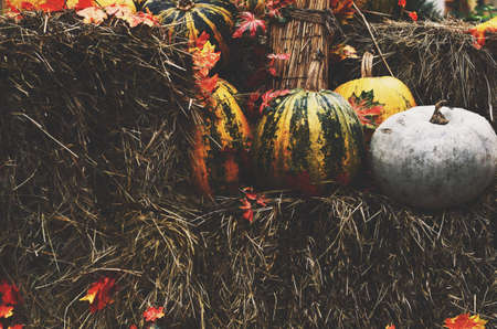Autumn decoration with colorful green and yellow pumpkins and hay