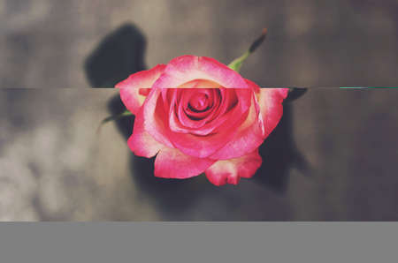 Pink rose flower on gray background, top viewの写真素材