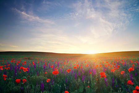 Field with grass, violet flowers and red poppies against the sunset sky 