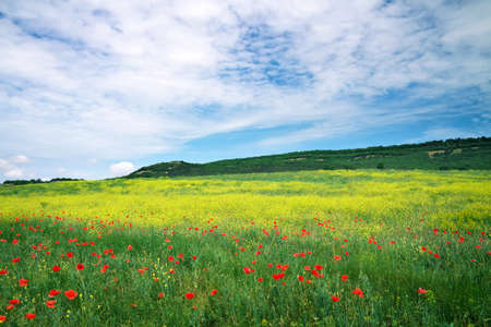 Beautiful Landscape  Field in Crimea  Beautiful landscape with flowers  Spring meadow  の写真素材