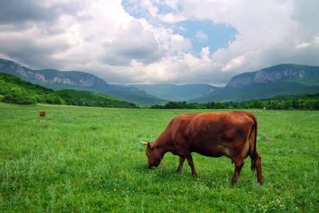 Landscape with cow and cloudy sky  Nature compositionの写真素材