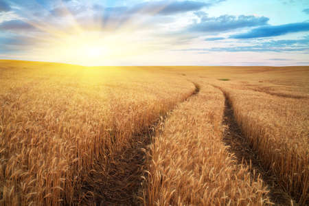 Meadow of wheat. Beautiful landscape.の写真素材