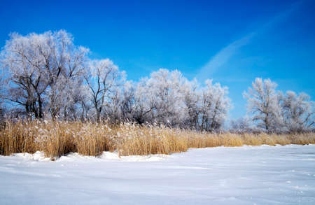 Winter landscape with trees and frozen river の写真素材