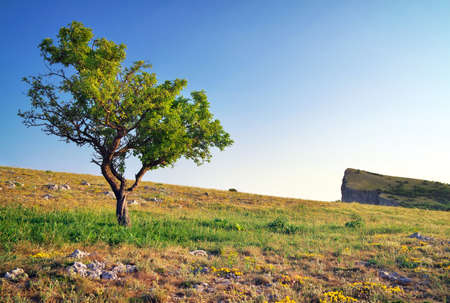 Lonely tree in mountain. Composition of nature. の写真素材