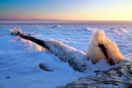 Winter landscape. Frozen tree on the shore of a lake. Composition of natureの写真素材
