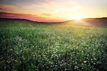 Beautiful landscape with sunset sky and field. Composition of nature. の写真素材