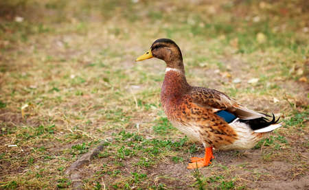 Beautiful duck standing in a natural environment.の写真素材