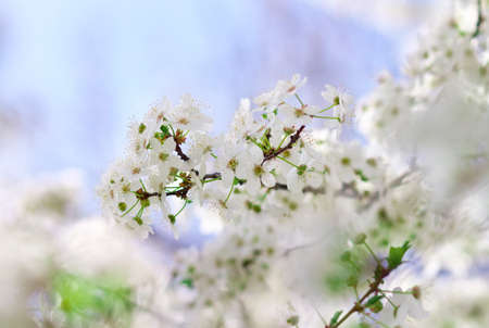 Beautiful fruit blossom outdoors. Apricot tree flower, seasonal floral nature background